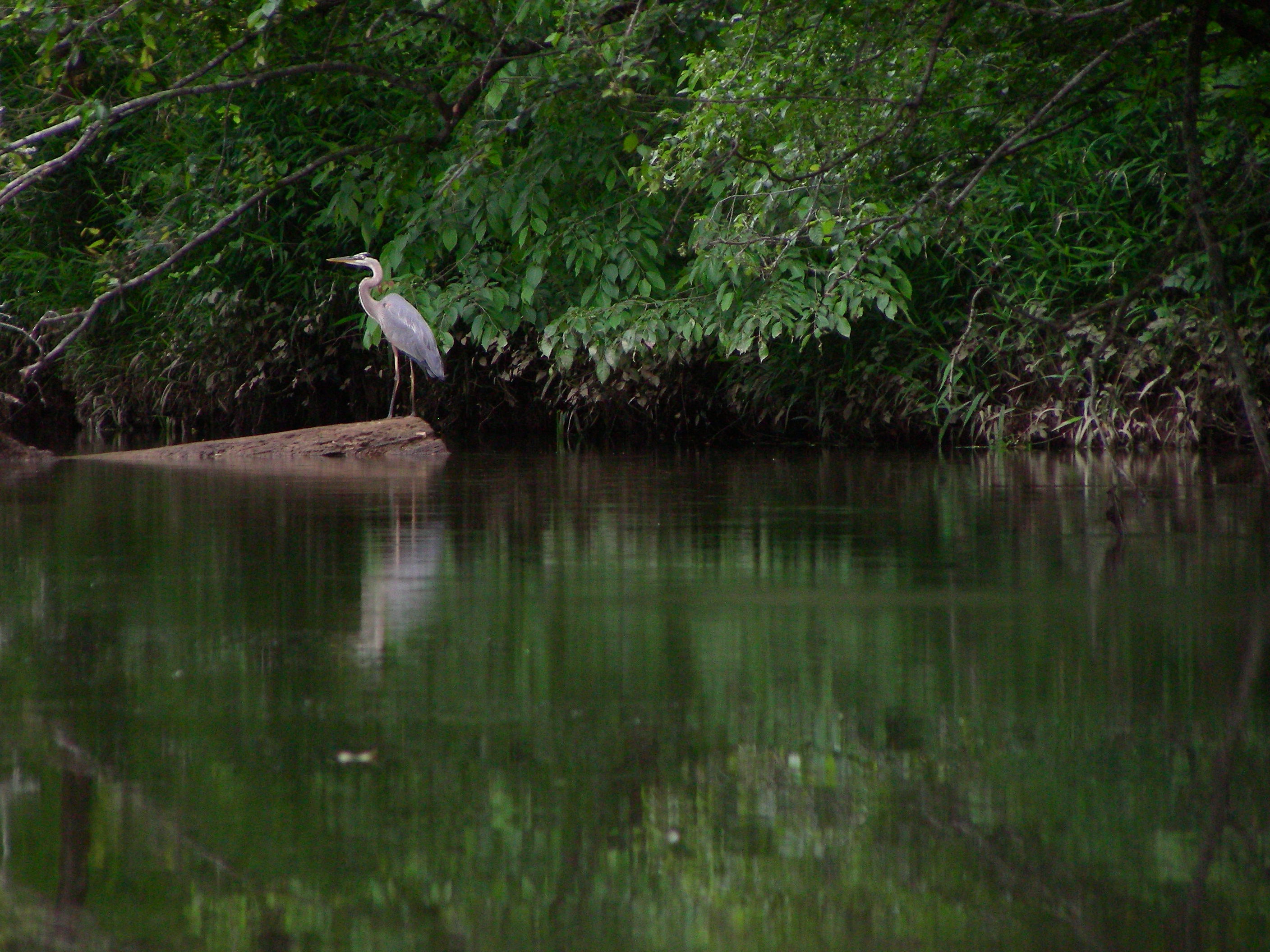 ./2012/Neuse River/DSCN8631.JPG